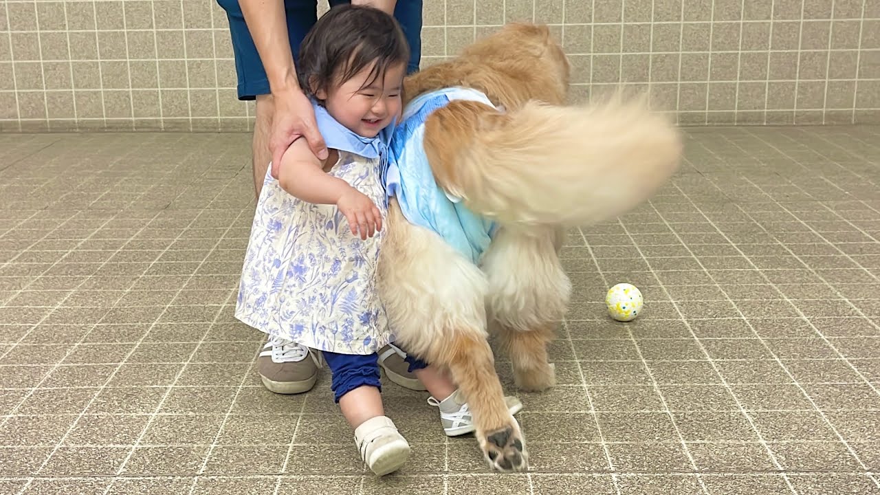 1歳児にヒップアタックをしてくる愛情表現が過剰なゴールデンレトリバー