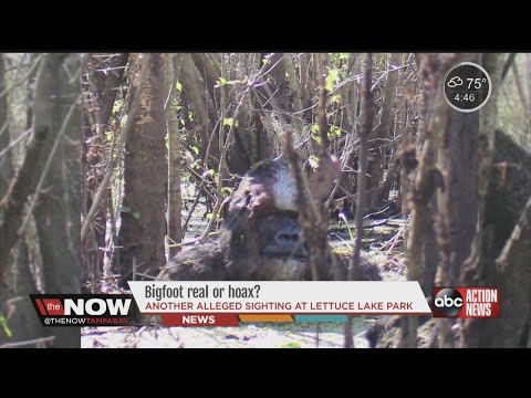 bigfoot:-real-or-hoax?-#thenowtampabay