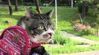 ねこと初夏の新緑の公園を散歩☆ペットカートに乗ったリキちゃんとお散歩【リキちゃんねる・猫動画】Cat video　きじしろねこのいる暮らし