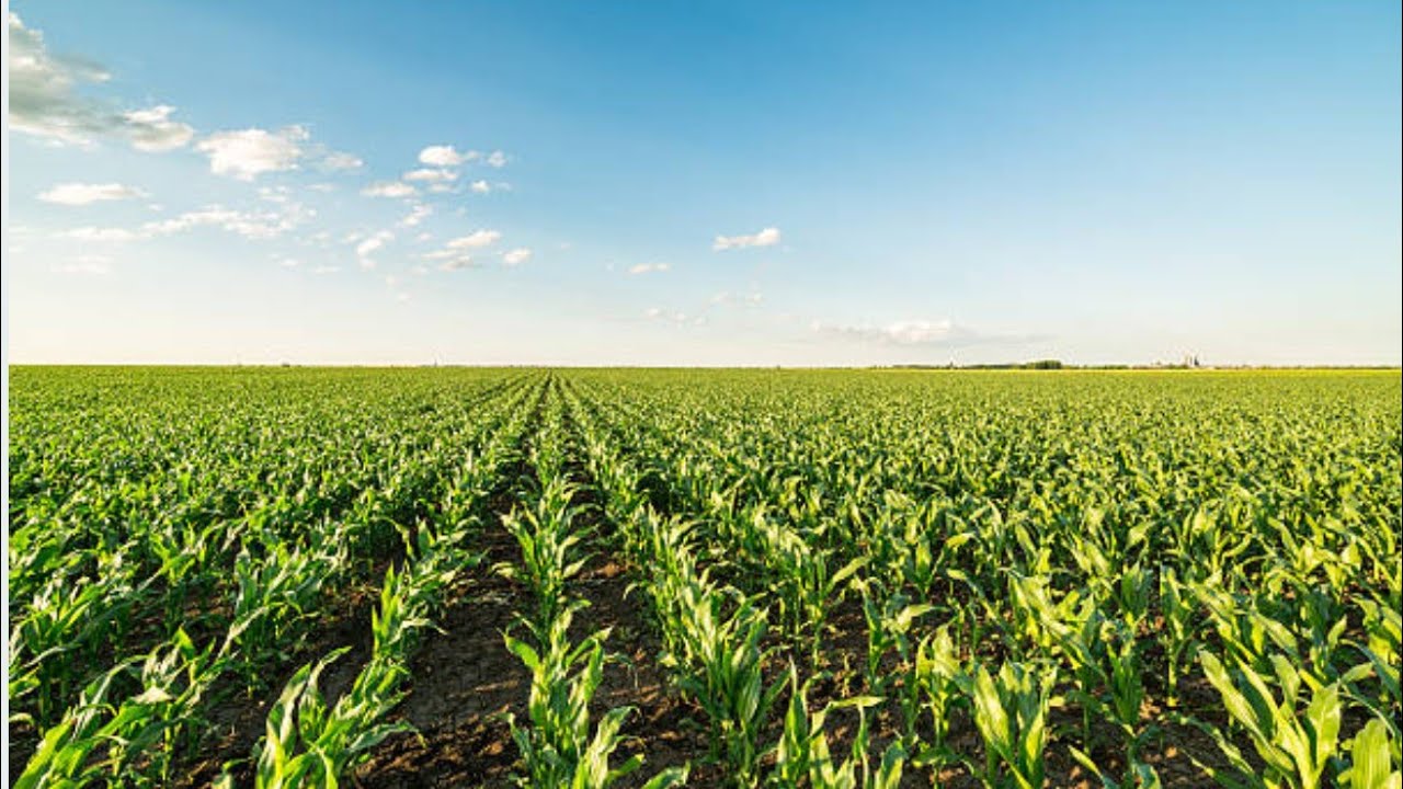 je gagne 3 fois plus dans mon champ de maïs : voici ma méthode