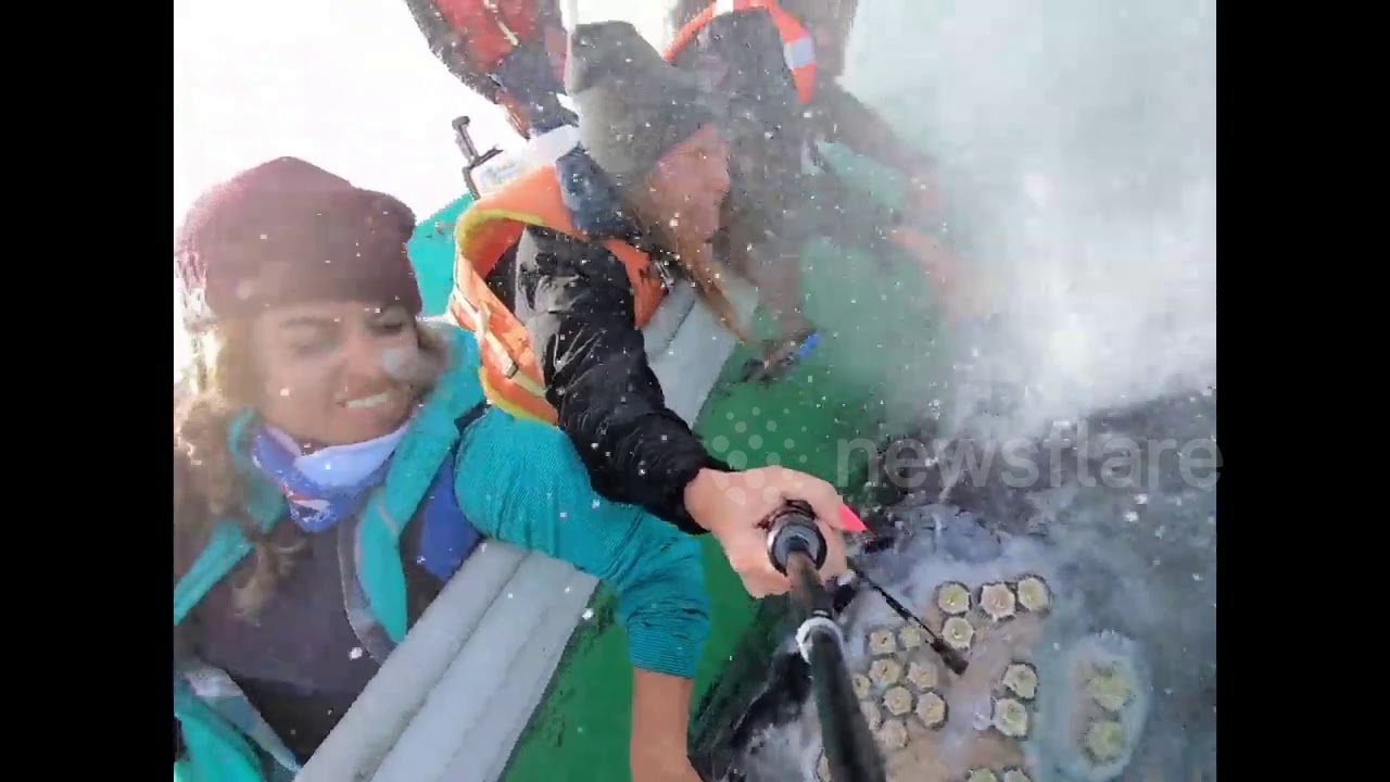 camera iphone 8 plus apk Bless you! Gray Whale 'Sneezes' Right in Woman's Face