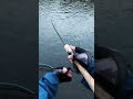Japan Fishing ASMR - Trout Fight#166🎣