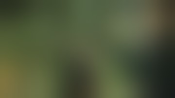 The Witcher 3: Wild Hunt Practicum in Advanced Alchemy Pimpernel