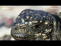 Baby Iguana Chased By Deadly Snakes | 20 Years of Planet Earth II | BBC Earth