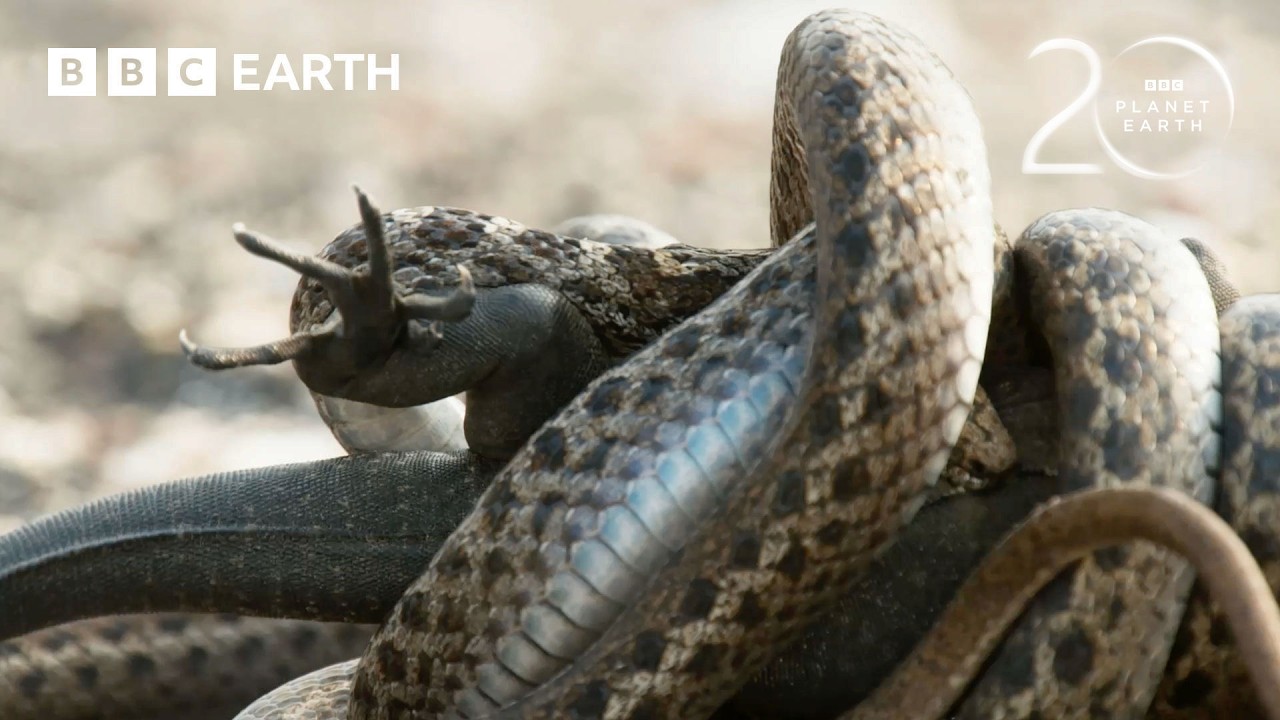 Baby Iguana Chased By Deadly Snakes | 20 Years of Planet Earth II