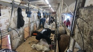Shearing Sheep In The Aagard 10 Man Shearing Plant Part 1