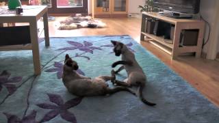 Devon Rex cats fun figthing - Mortal Kombat style by camerally 11,395 views 11 years ago 3 minutes, 31 seconds