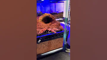 Fire Leg Tarantula Big Chillin Shorts 