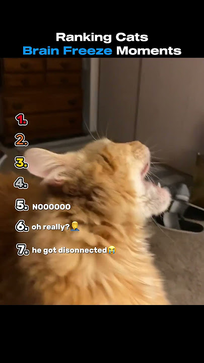 Ranking Cats Having Brain Freeze Moments