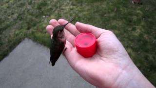 Hand Feeding Hummingbirds