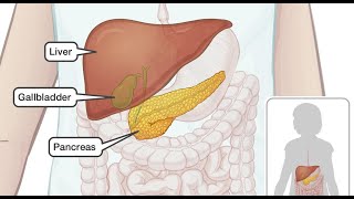 Stimulate the Liver and Pancreas : 1966.08 Gamma / 3.84 Delta wave : Isochronic tone
