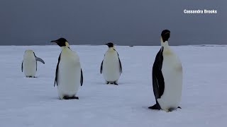 Protecting biodiversity in the Southern Ocean