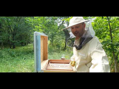 Video: Kaip Veisti Bites