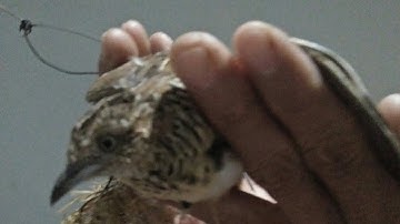 em thắng vũ quay video bẫy chim cút cận cảnh cho anh chị và các bạn xem