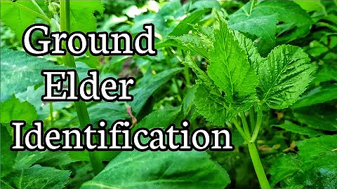 Ground elder (Aegopodium podagraria) identification - DayDayNews