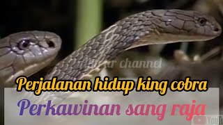 KEHIDUPAN ULAR KING COBRA DI ALAM LIAR || #abyarchannel #kingcobra