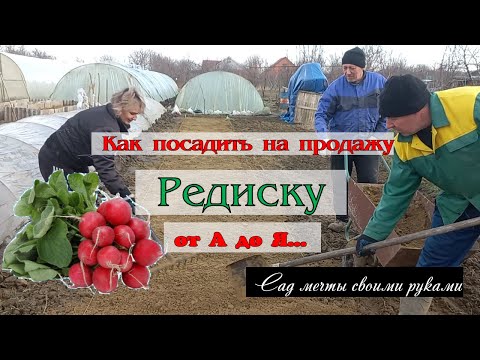 Тепличный бизнес с нуля / Как и когда посадить редиску на продажу / Редиска от А до Я...