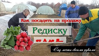 Тепличный бизнес с нуля / Как и когда посадить редиску на продажу / Редиска от А до Я...