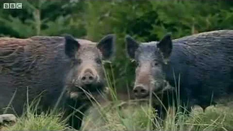 Wild boar cull planned for Forest of Dean