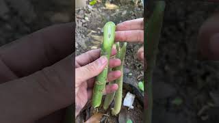 Grafting and improving the wrong papaya tree #shorts