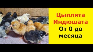 Цыплята. Индюшата. Содержание ,кормление до месяца. Пропаивание. Вакцинирование. Мой опыт.