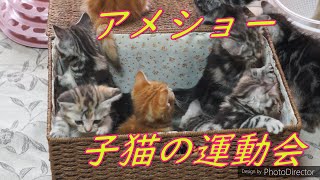 アメショー子猫の運動会