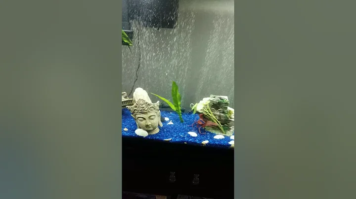 First aquarium video