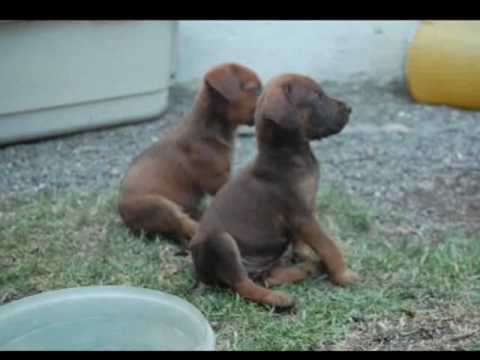 5 cachorritas MEDIANAS en ADOPCIN. Cuernavaca/DF