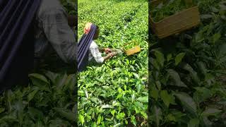 Tee Garden love like 