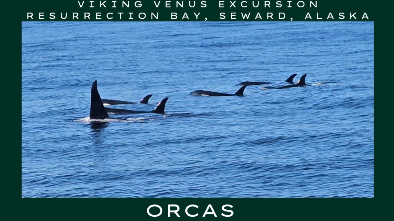 Incredible Orca Encounter in Resurrection Bay, Alaska! | Viking Venus Shore Excursion (Instrumental)
