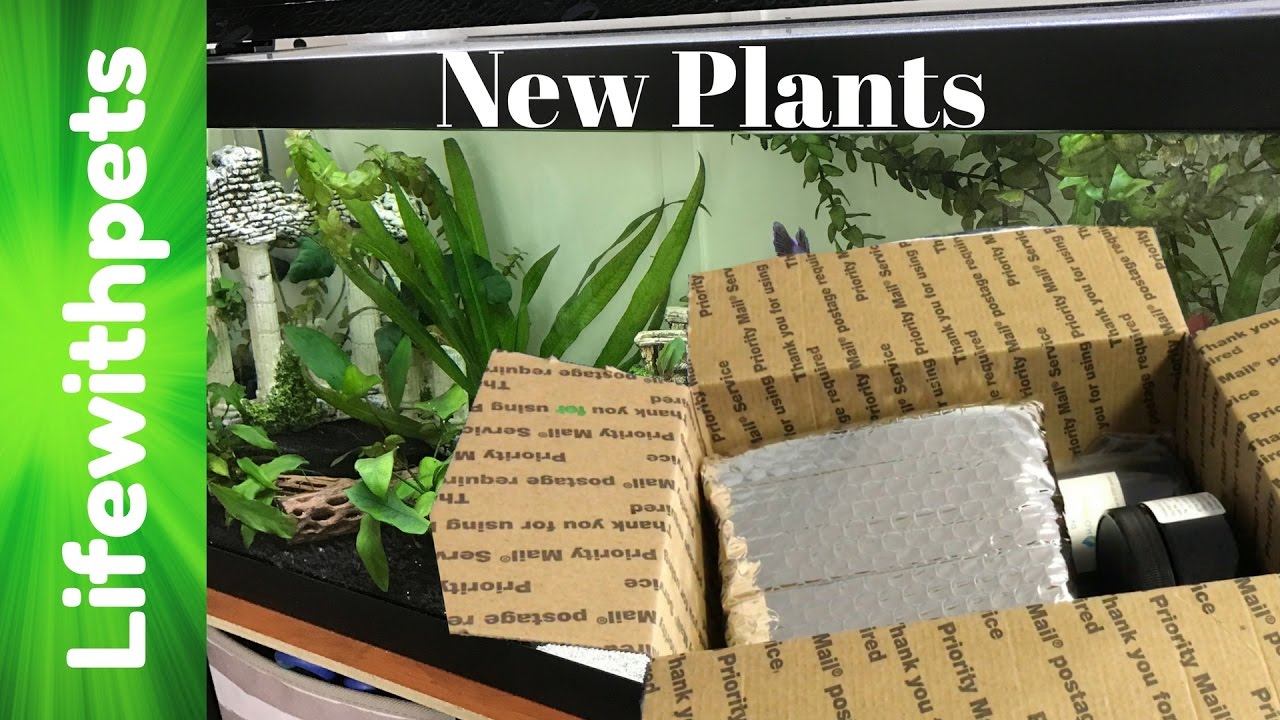 Unboxing Live Aquarium Plants - YouTube