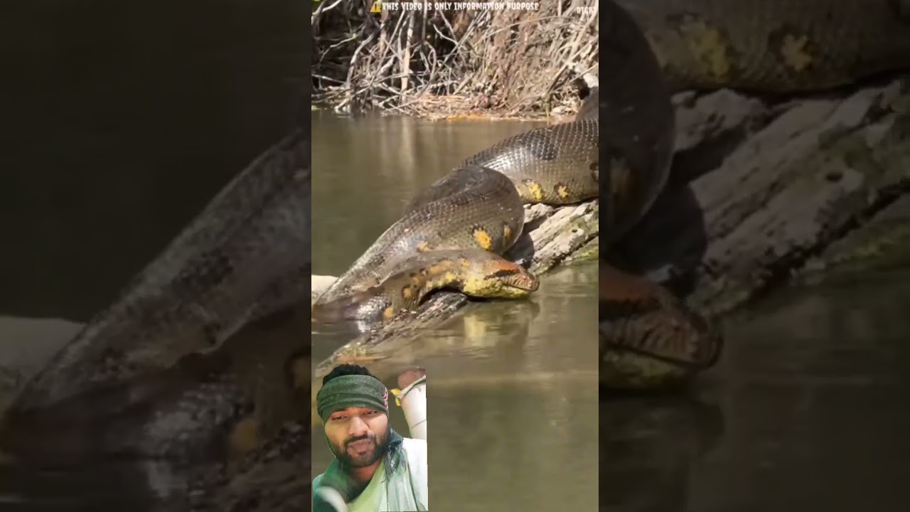 #amazonjunglekarahasya