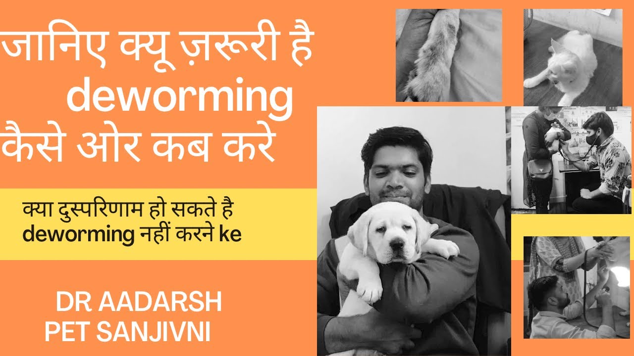 Dogs&cat ki deworming kaise kare, kab kare , jane deworming kyu jaruri