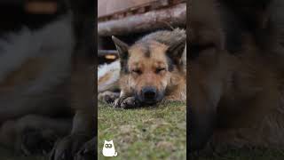 7 SIGNS OF A SAD DOG 🐶😔 #dogs 7 SIGNS OF A SAD DOG 🐶😔 #dogs