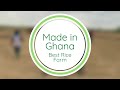 Rice made in Ghana! Here's a sneak peek of Agro Kings' rice farm.