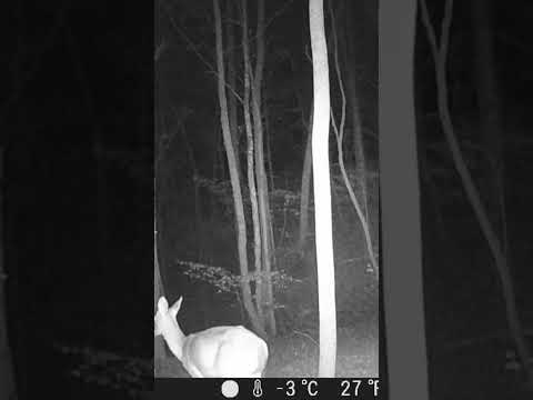 Trail cam chronicles 🦌￼ #atlanta #georgia #deer #hunting #hunter #trail #camera #trailcam