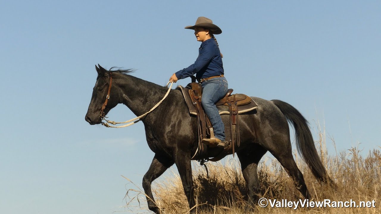 Bobby***For info, price, go to our website: ValleyViewRanch.net***