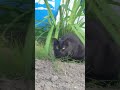 黒猫の親子 長野市 2026.6.11