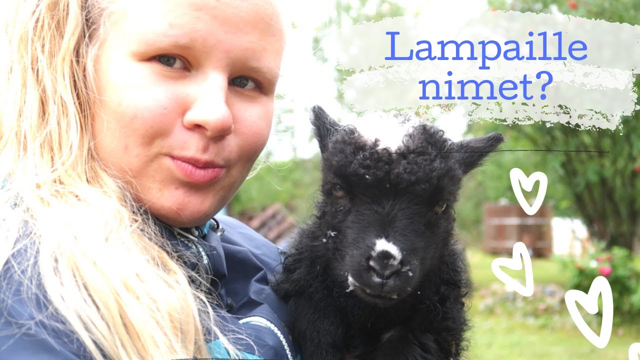 SYYSPUUHIA l Storytime kun hevoset karkasi, sienimetsässä...