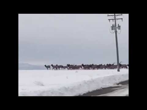 Large elk herd crosses the Grande Ronde Valley