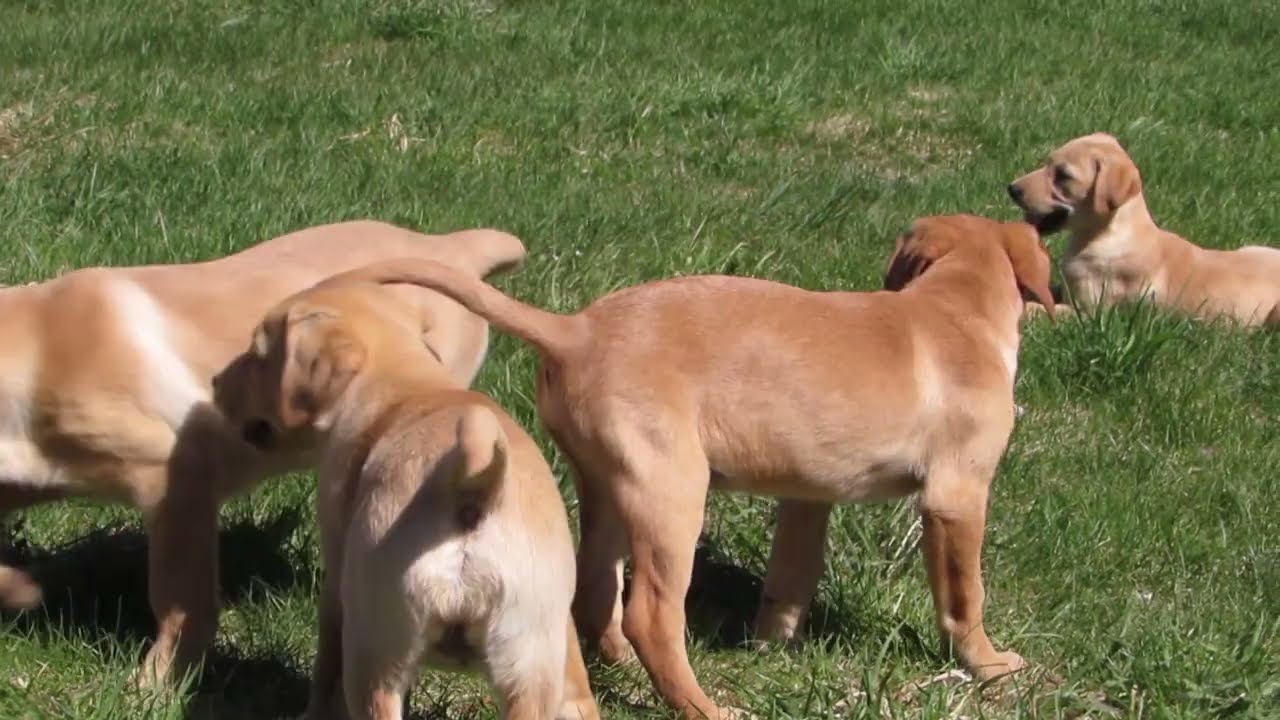 Yellow Lab Puppies YouTube