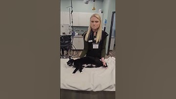 Shelby Skill 9 Cat stretch