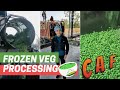 Food Processing Industry || Centurion Agro Frozen || Bijnor || Frozen Green peas