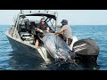 Amazing Fastest Giant Swordfish Fishing Skill - Catching and Processing Hundreds Tons of Sea Urchin