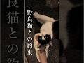 「家に来る？」その一言を信じて、毎日ドアの前で待っていた元野良猫 #野良猫の現実 #保護猫