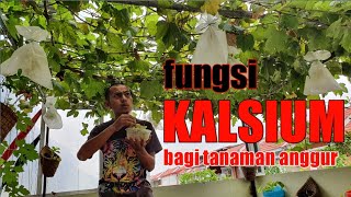 Fungsi, akibat, dan jenis-jenis Kalsium bagi tanaman Anggur. #anggur #berkebun