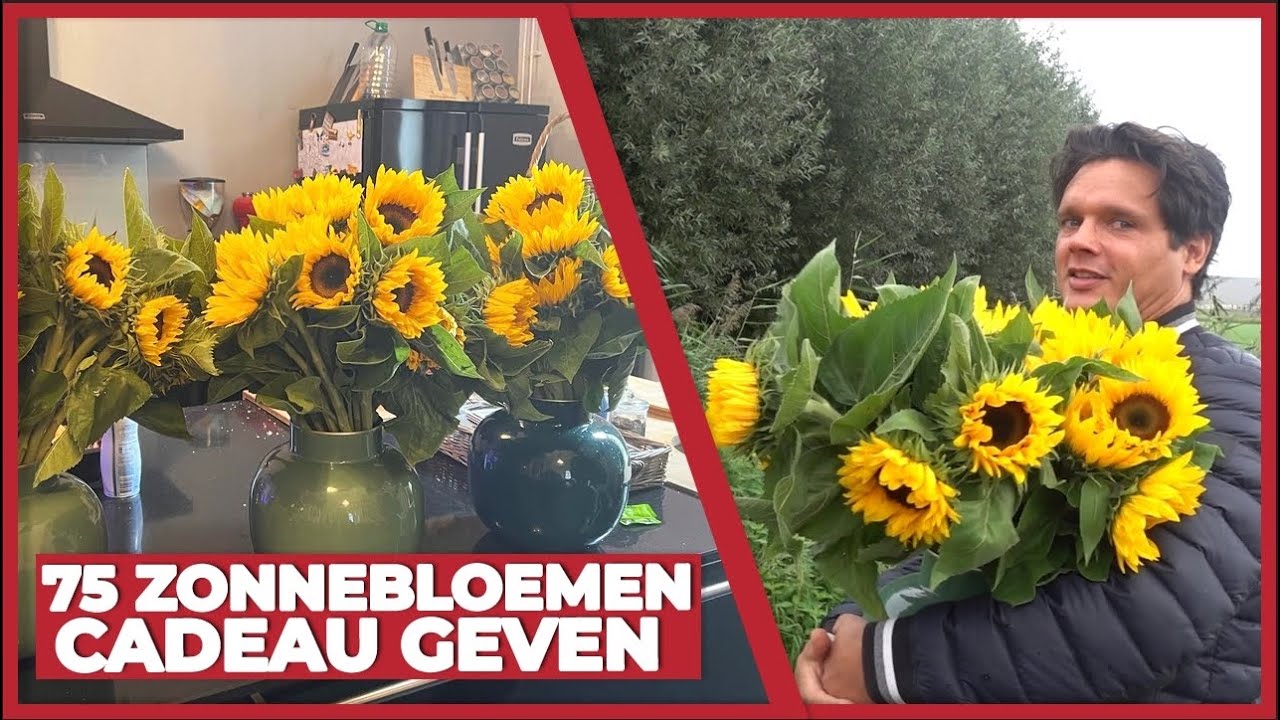 75-zonnebloemen-cadeau-geven-1500-youtube