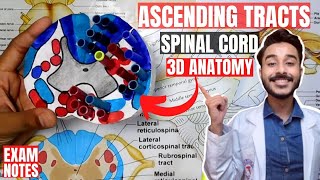 ascending tracts of spinal cord anatomy 3d | spinal cord tracts anatomy
