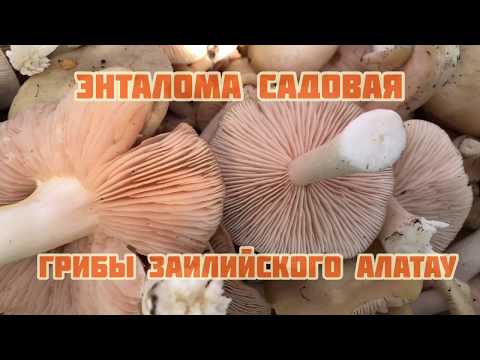 Энталома садовая в предгорьях Алматы.