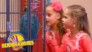 De verborgen camera met papegaai Max | Bijdehandjes | SBS6